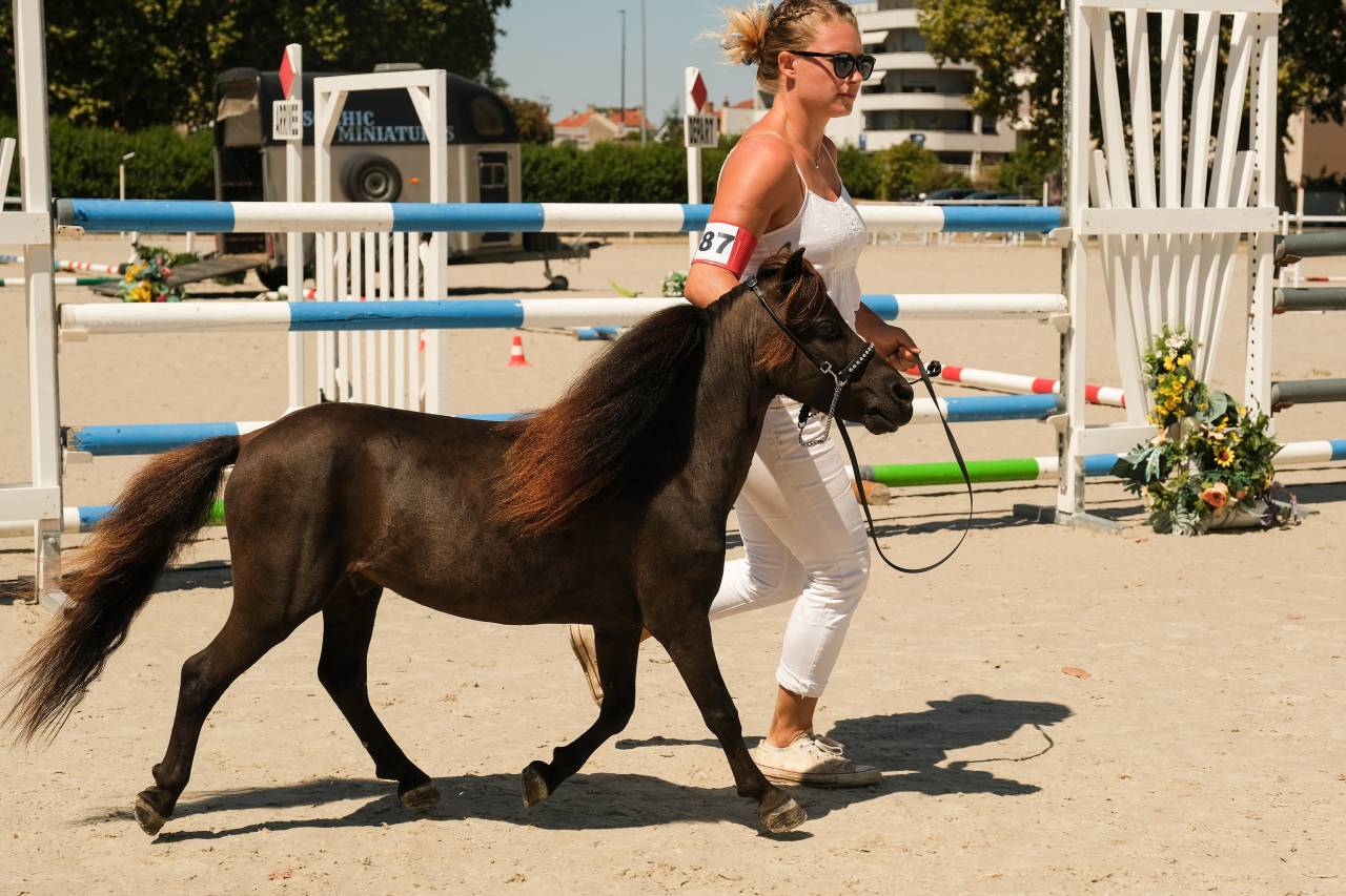 Jument cheval miniature français pp