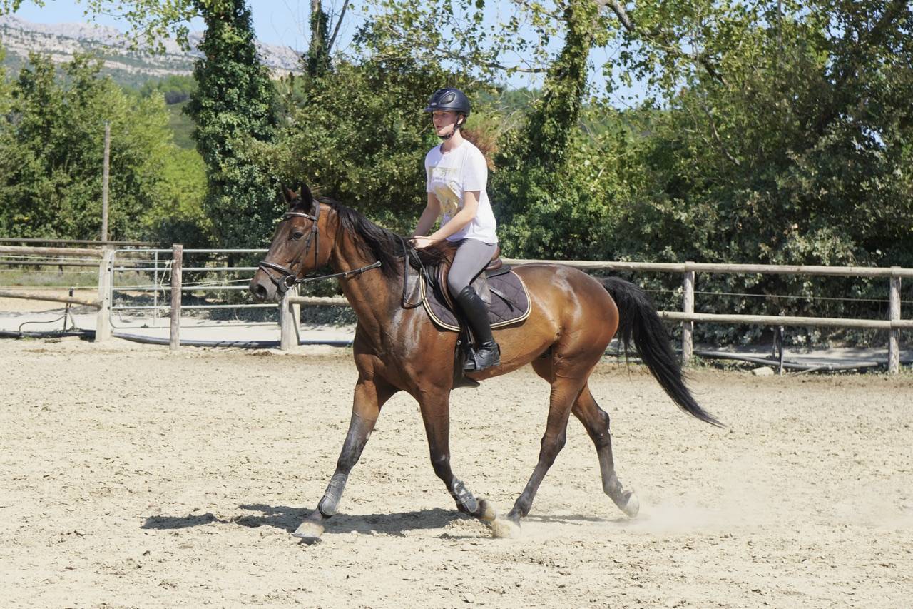 Hongre trotteur 6 ans