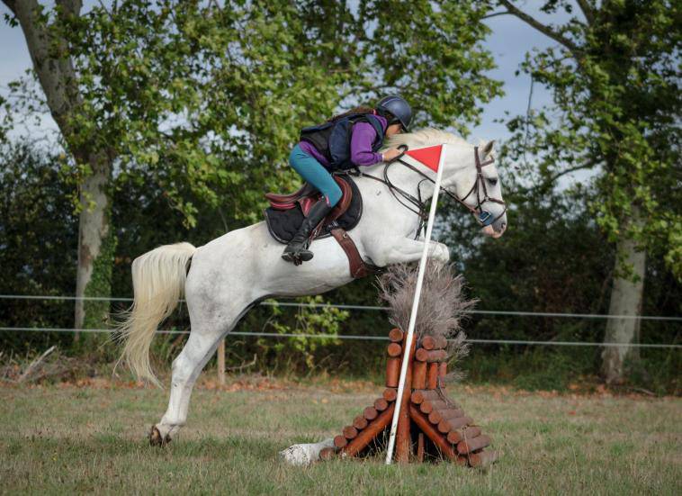 À vendre top poney D 15 ans