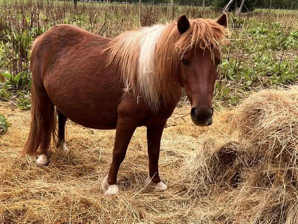 poulinière shetland
