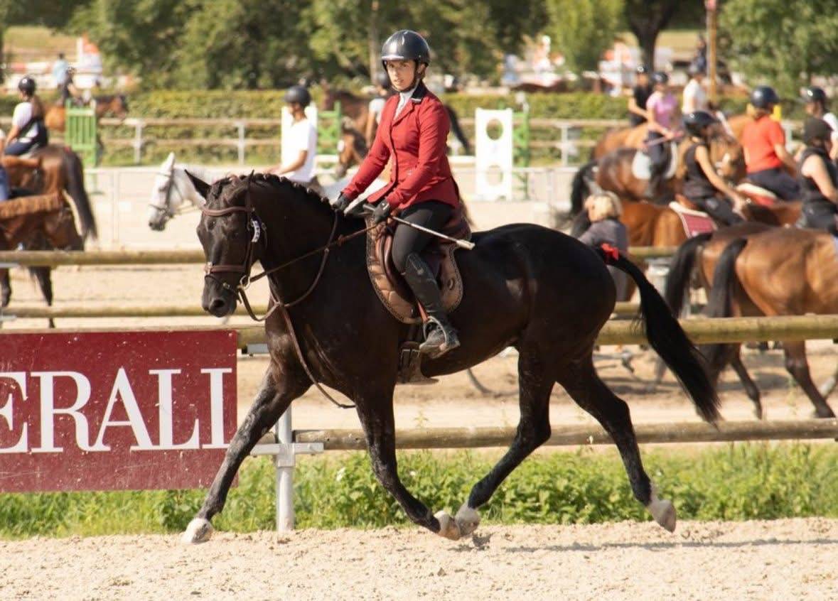 KWPN à vendre
