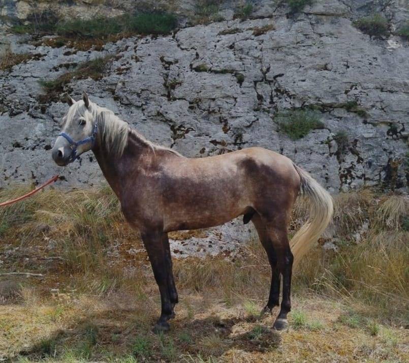 Cheval barbe
