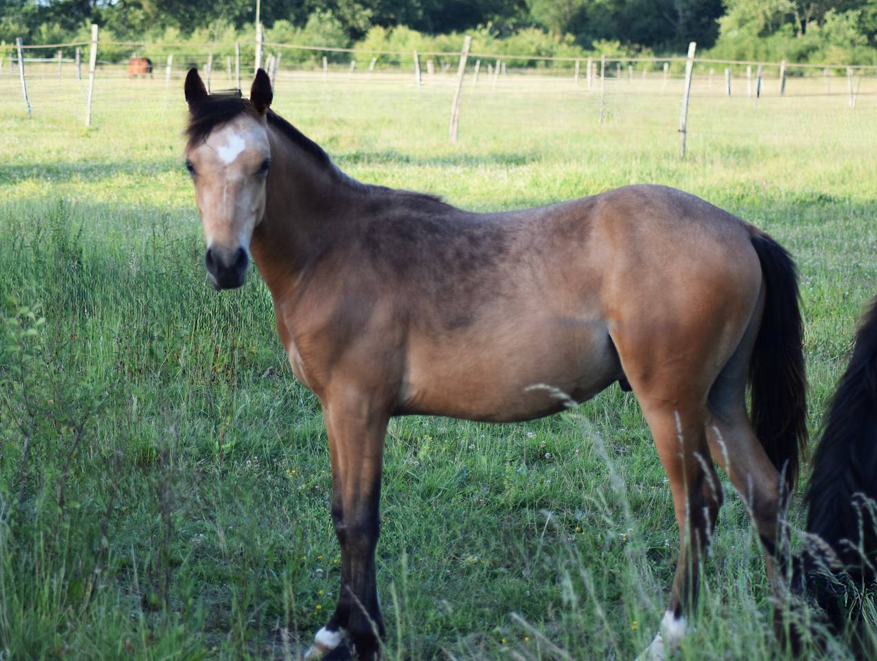 MALE 1 AN PAR JOGRY D'ODIVAL