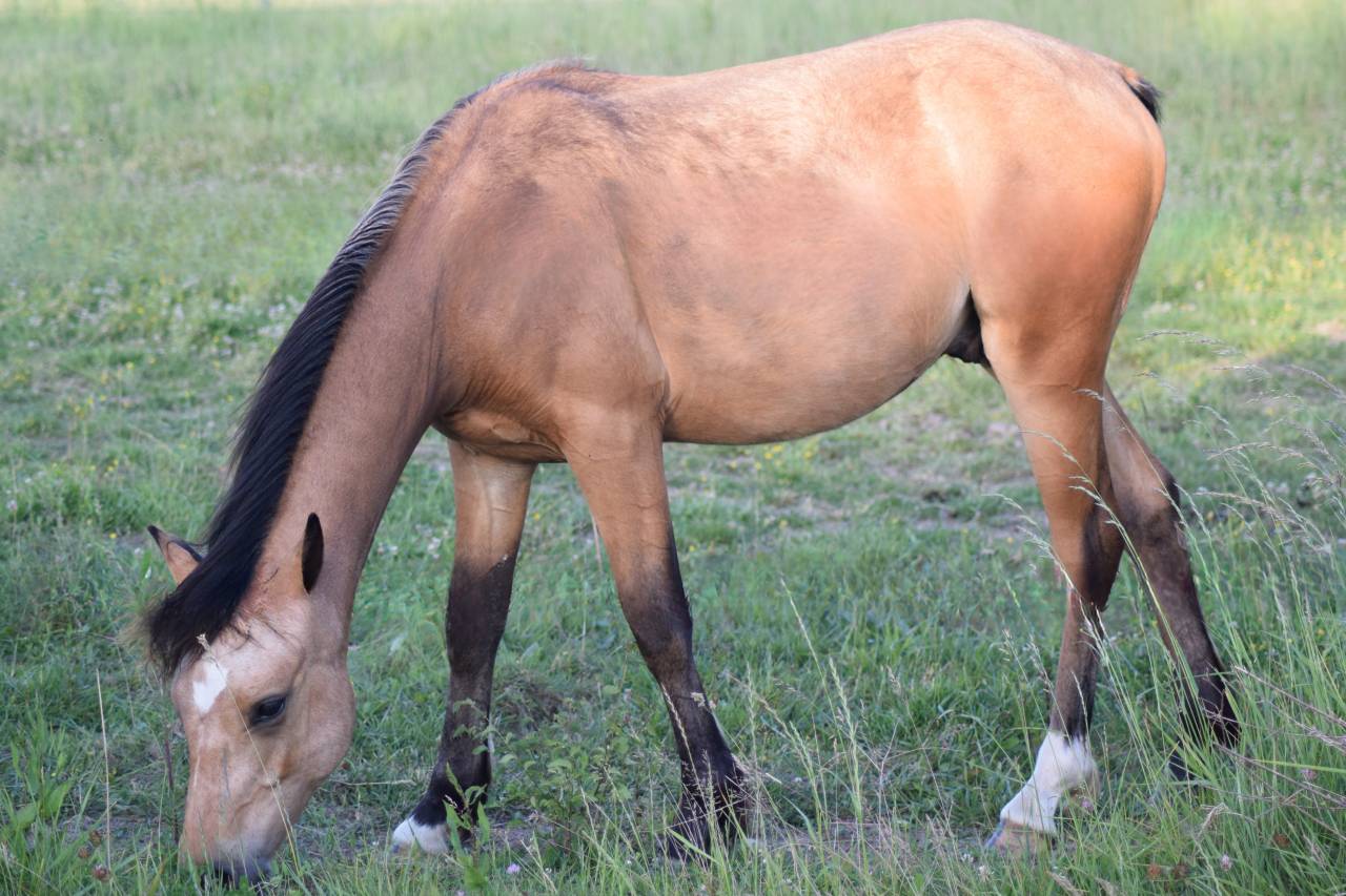MALE 1 AN PAR JOGRY D'ODIVAL