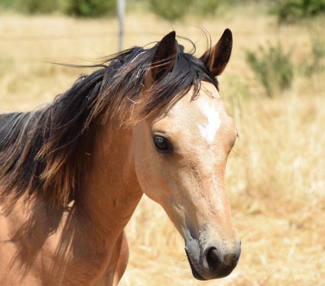 MALE 1 AN PAR JOGRY D'ODIVAL