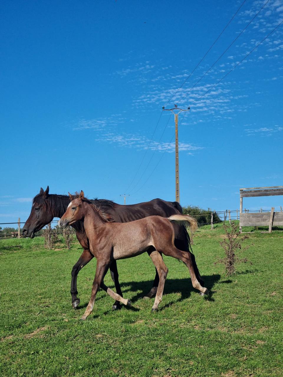 Poulain pur sang arabe Abyad Rej