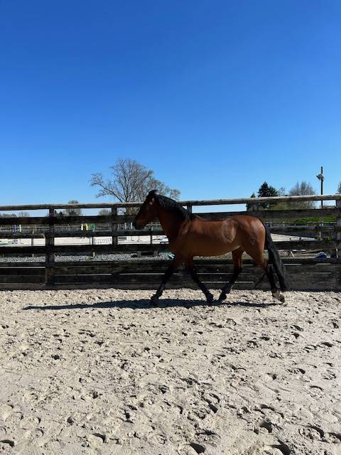 Superbe Cheval Pure Race Espagnol pleins papiers