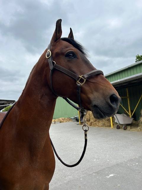 Superbe Cheval Pure Race Espagnol pleins papiers