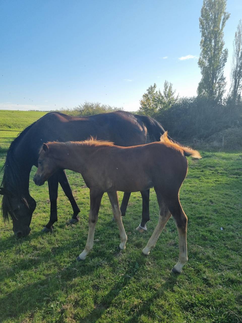 Pouliche pur sang arabe Hajar