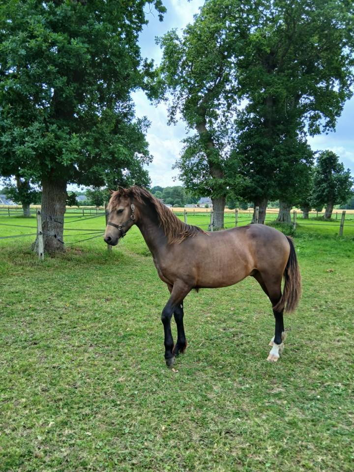 Poulain français de selle 15 mois