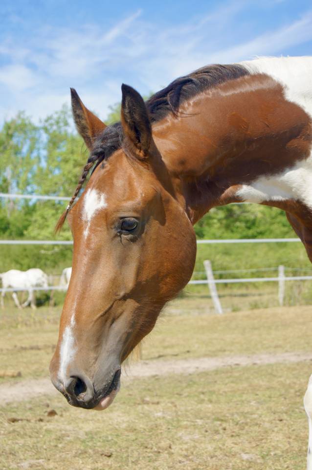 Poulain Frison x Paint Horse