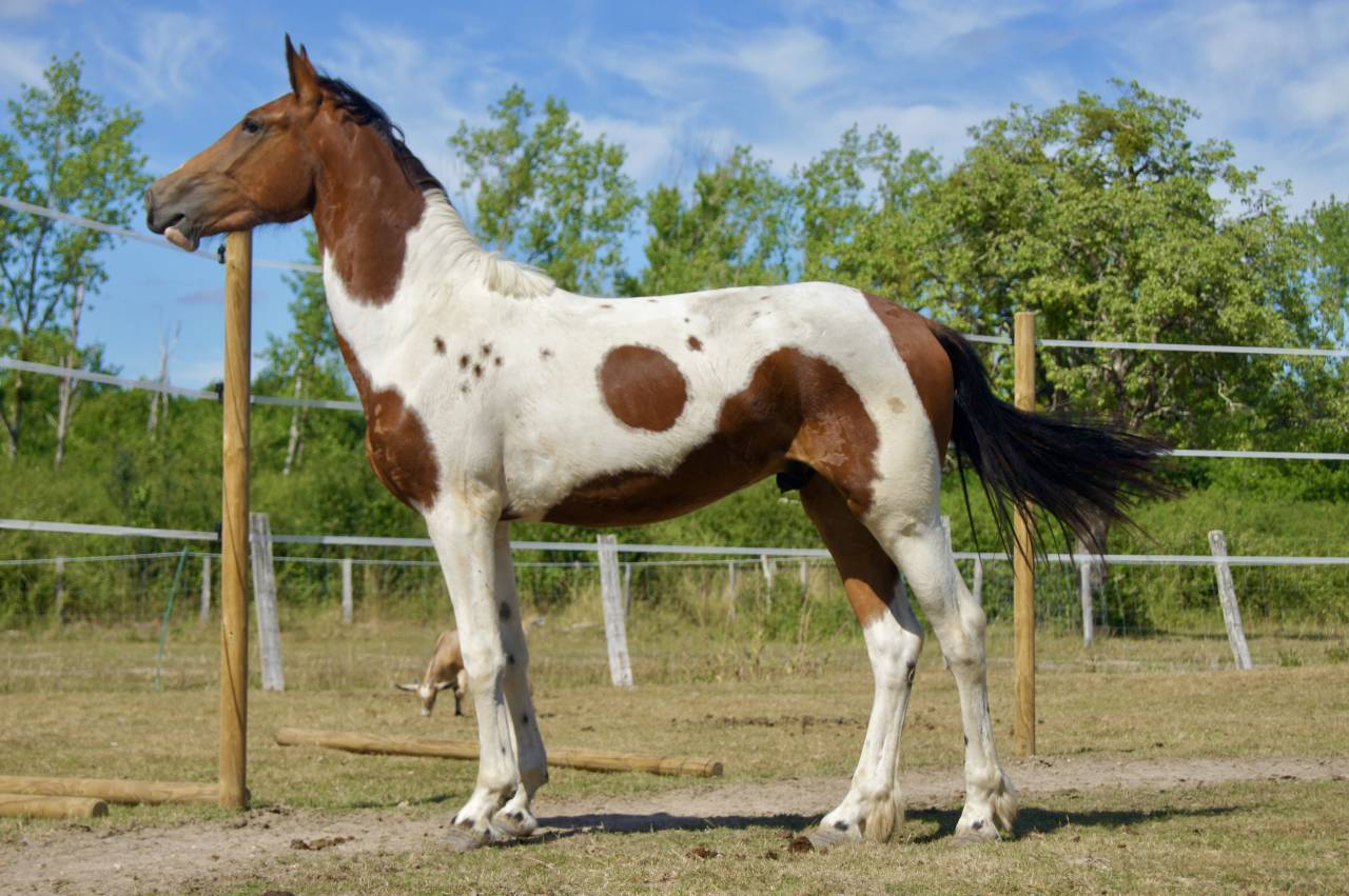 Poulain Frison x Paint Horse
