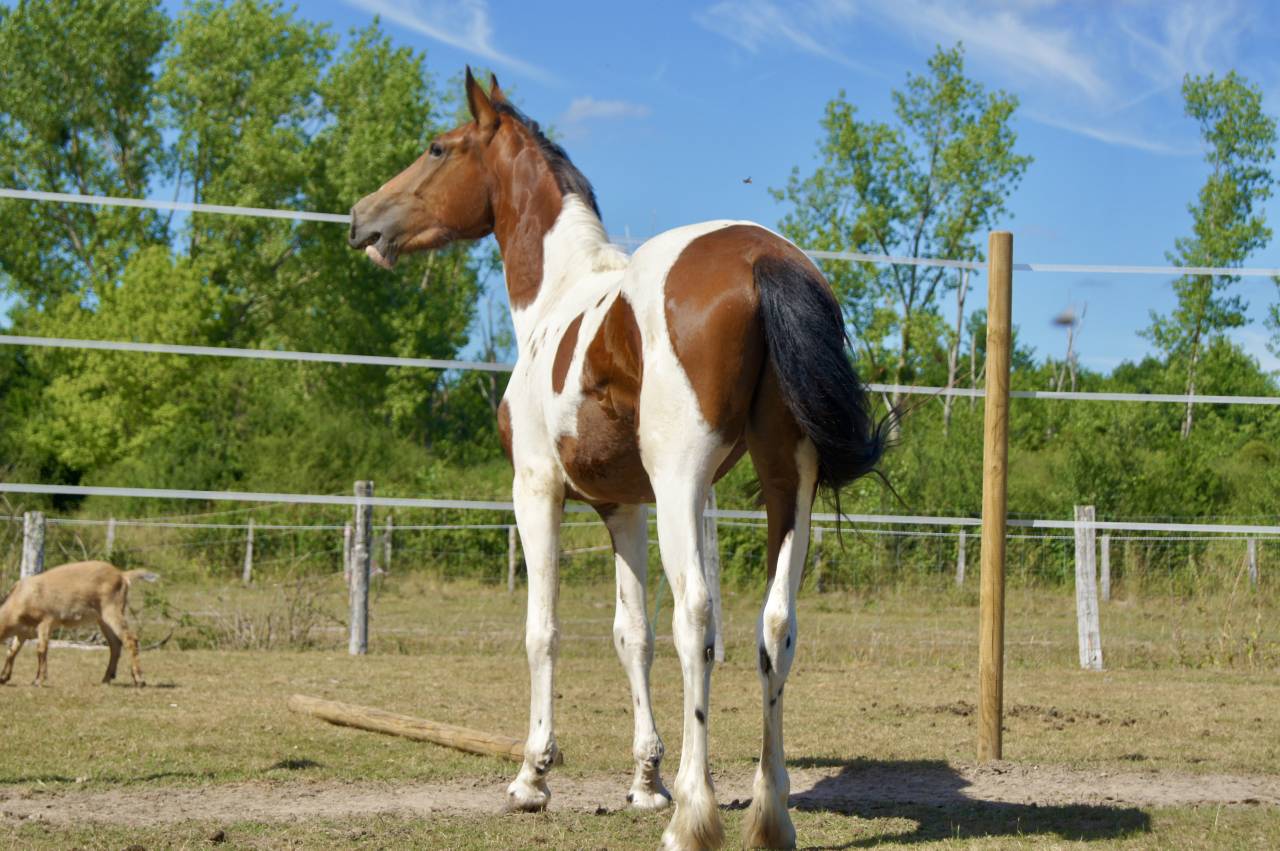 Poulain Frison x Paint Horse