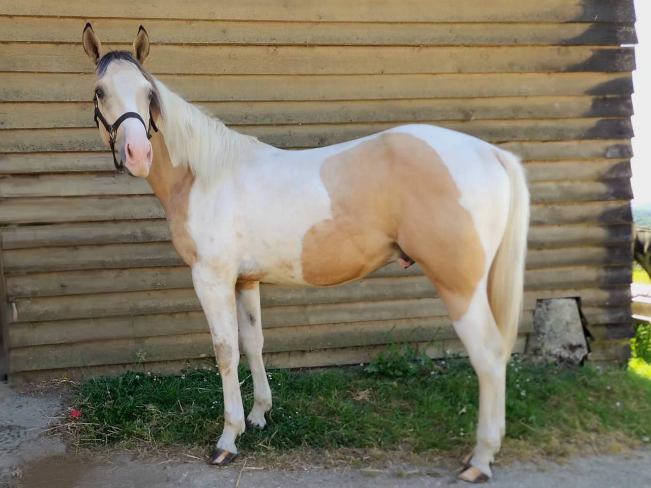 Paint Horse PP 