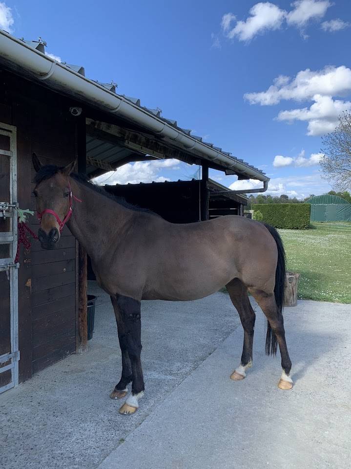 Hongre 11 ans polyvalent