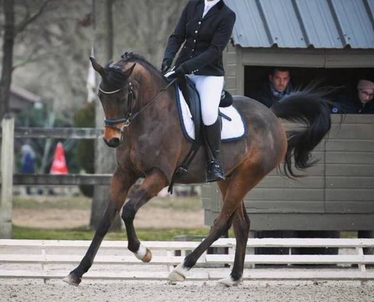 Hongre 11 ans polyvalent