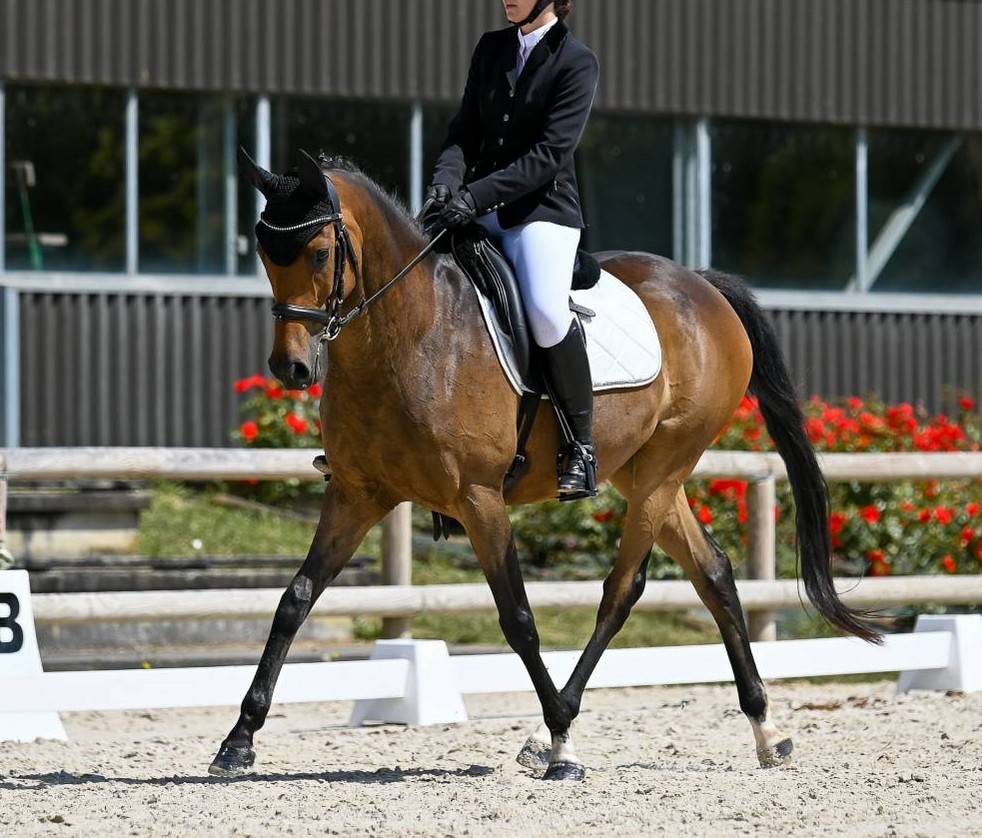 Hongre 11 ans polyvalent
