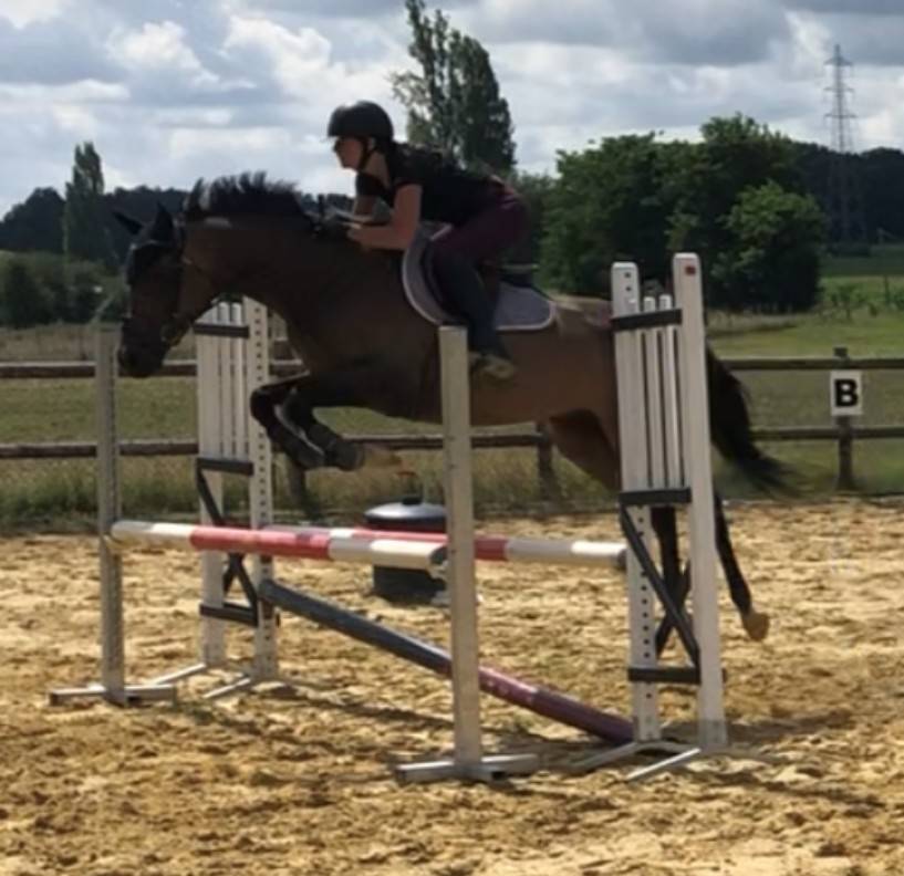 Hongre 11 ans polyvalent