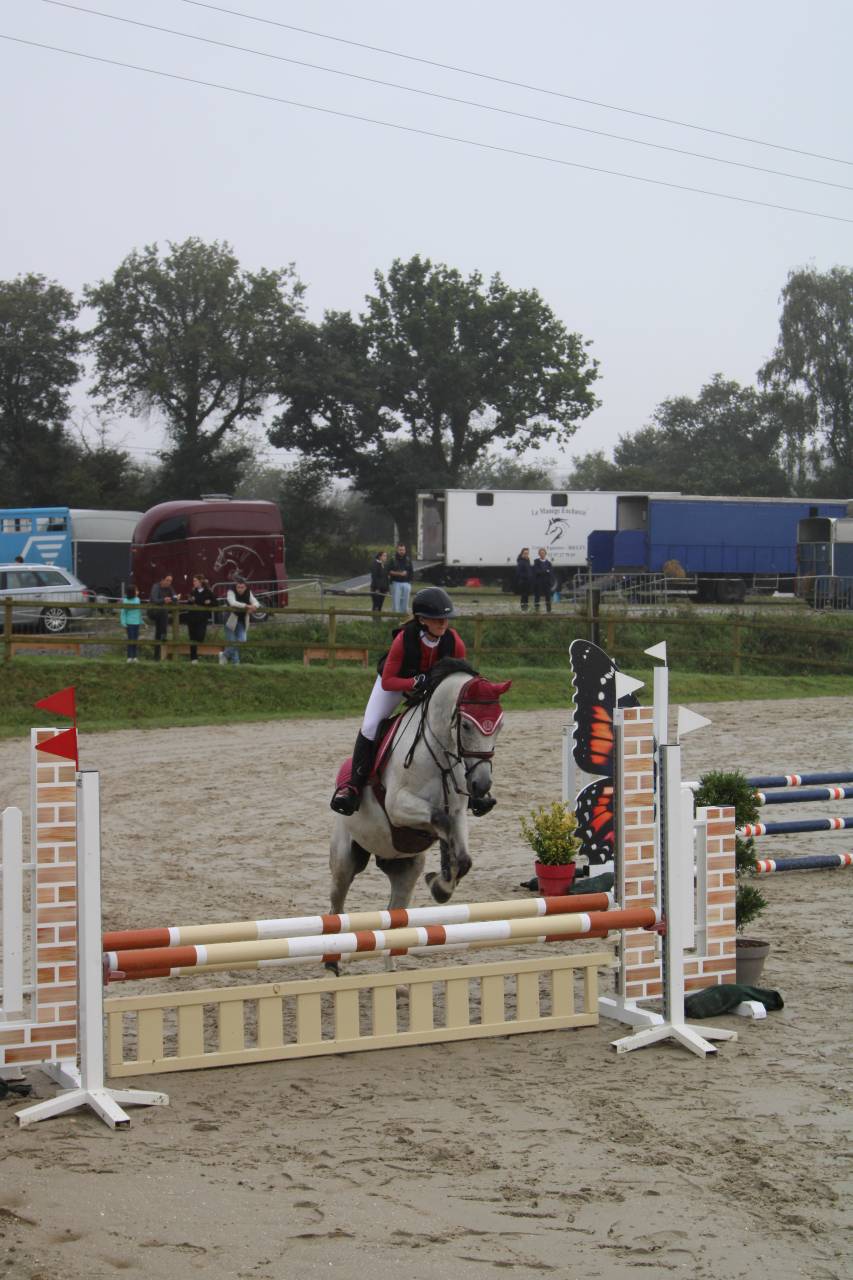 Cheval pur sang arabe 