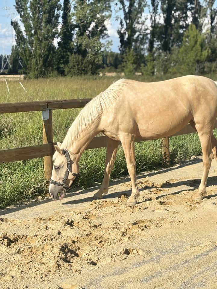 Jument PRE palomino