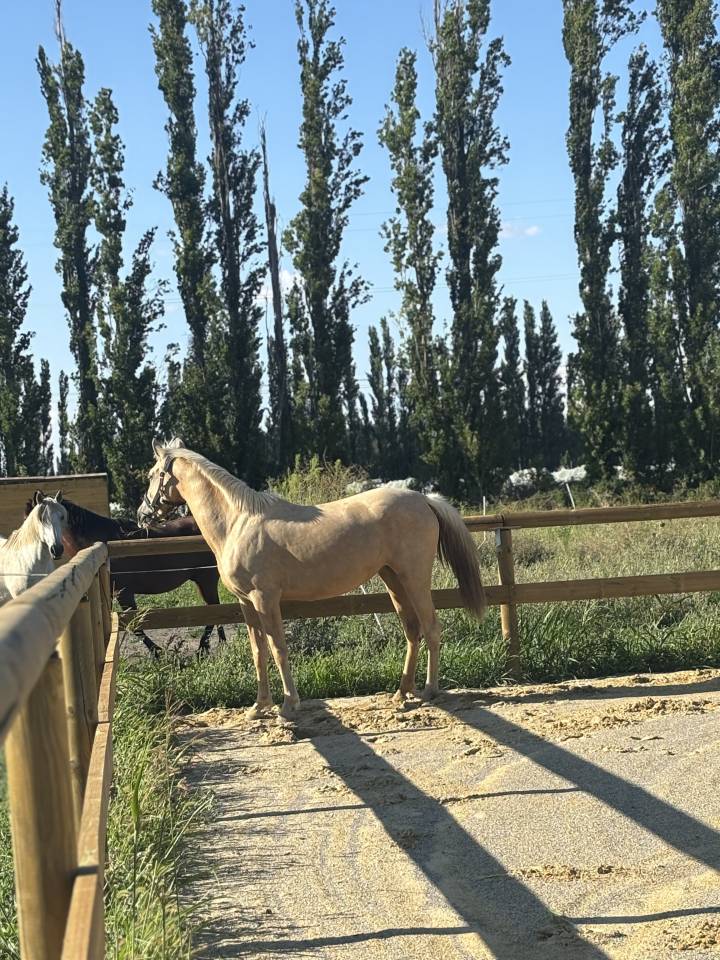 Jument PRE palomino