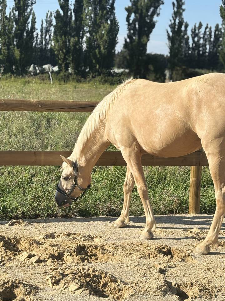 Jument PRE palomino