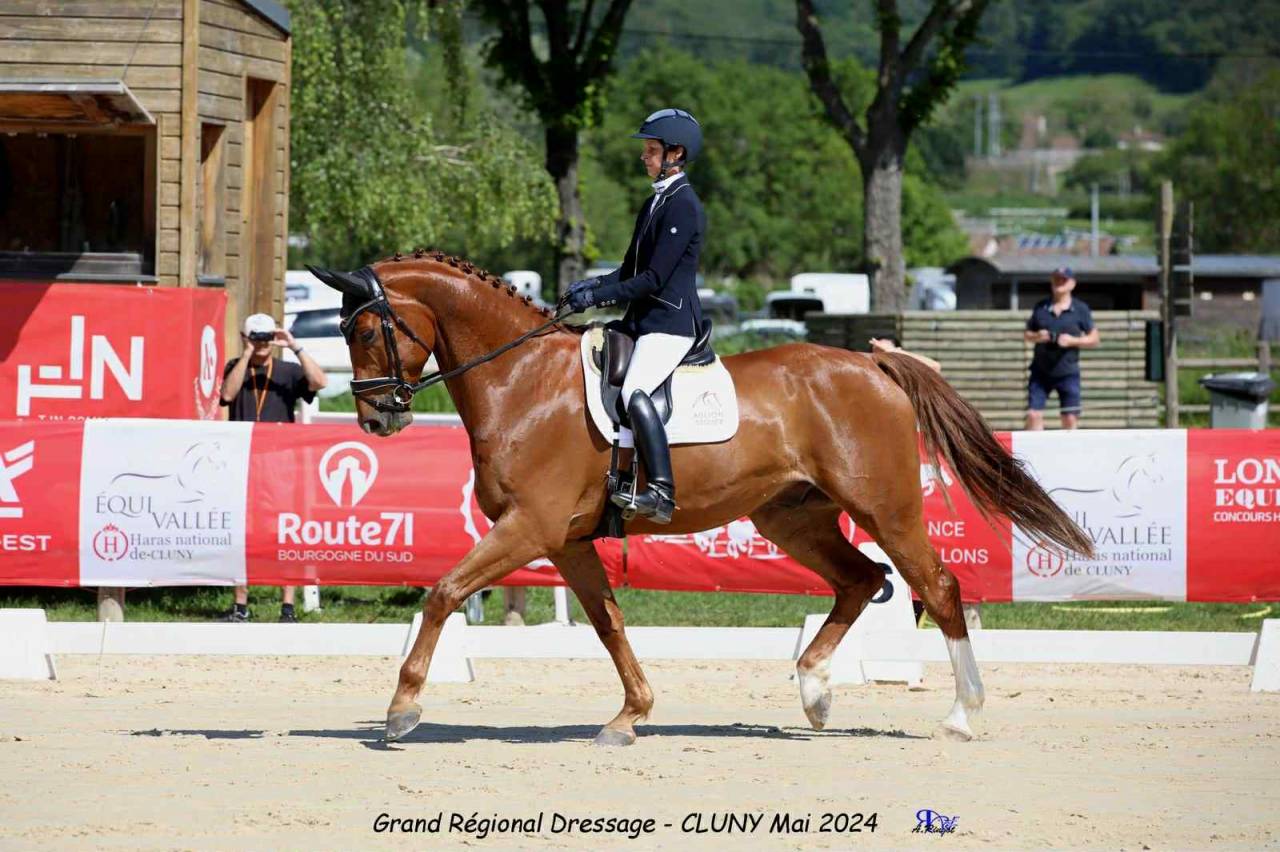 Hongre Dressage 7 ans par London Swing