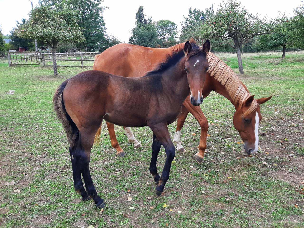 Pouliche SF par Up to you 