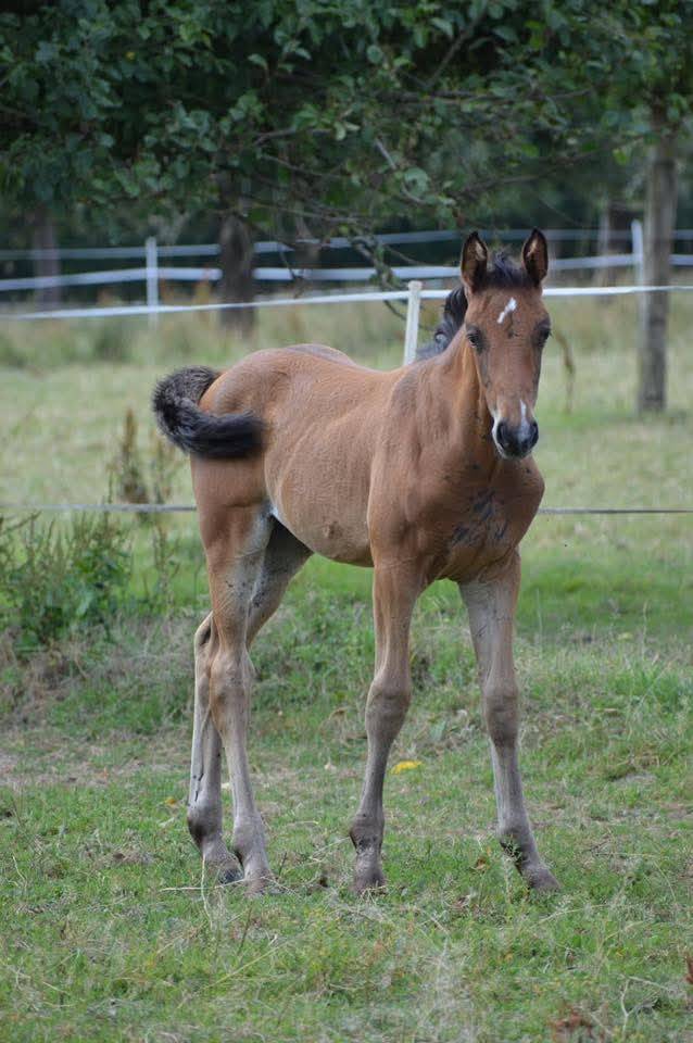 Pouliche SF par Up to you 