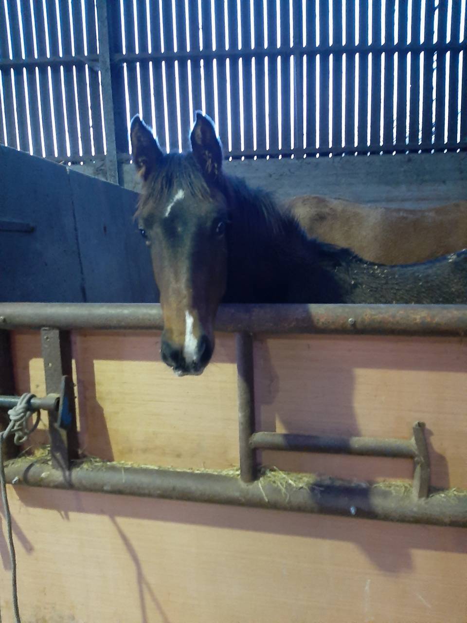 Pouliche SF par Up to you 