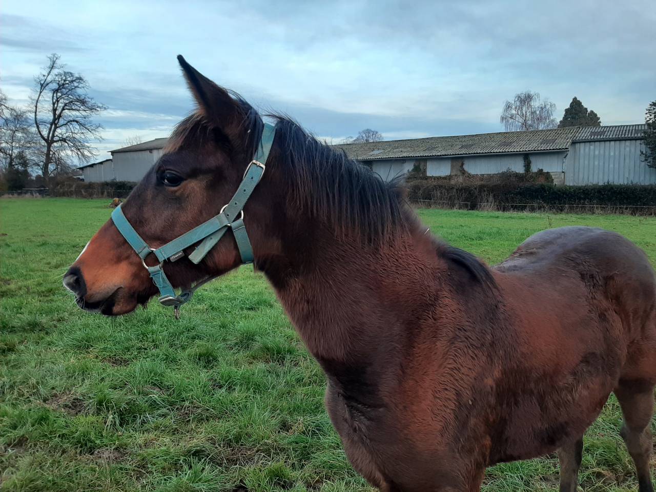 Pouliche SF par Up to you 