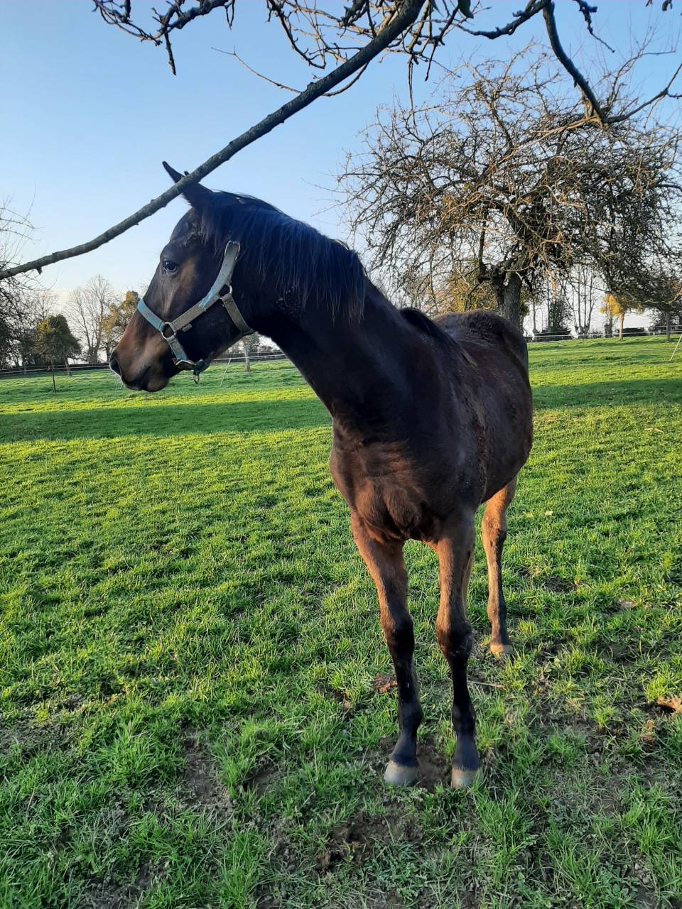 Pouliche SF par Up to you 