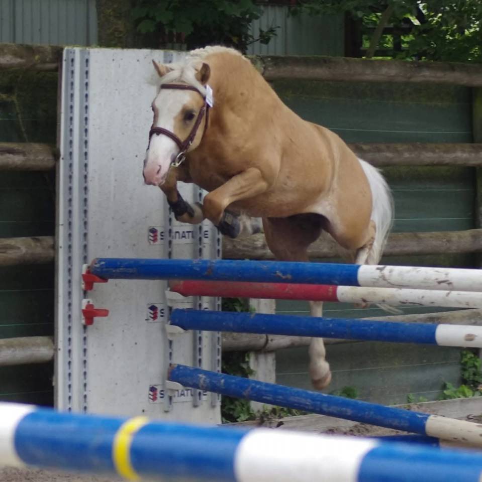 Jument 8 ans terme 04/2025