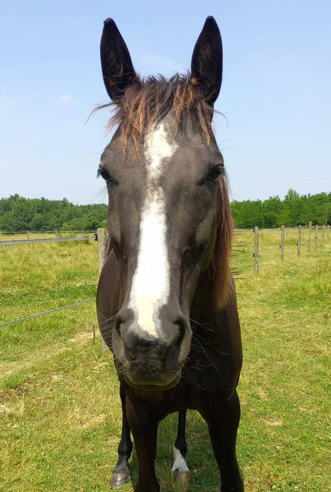 Jument 8 ans terme 04/2025