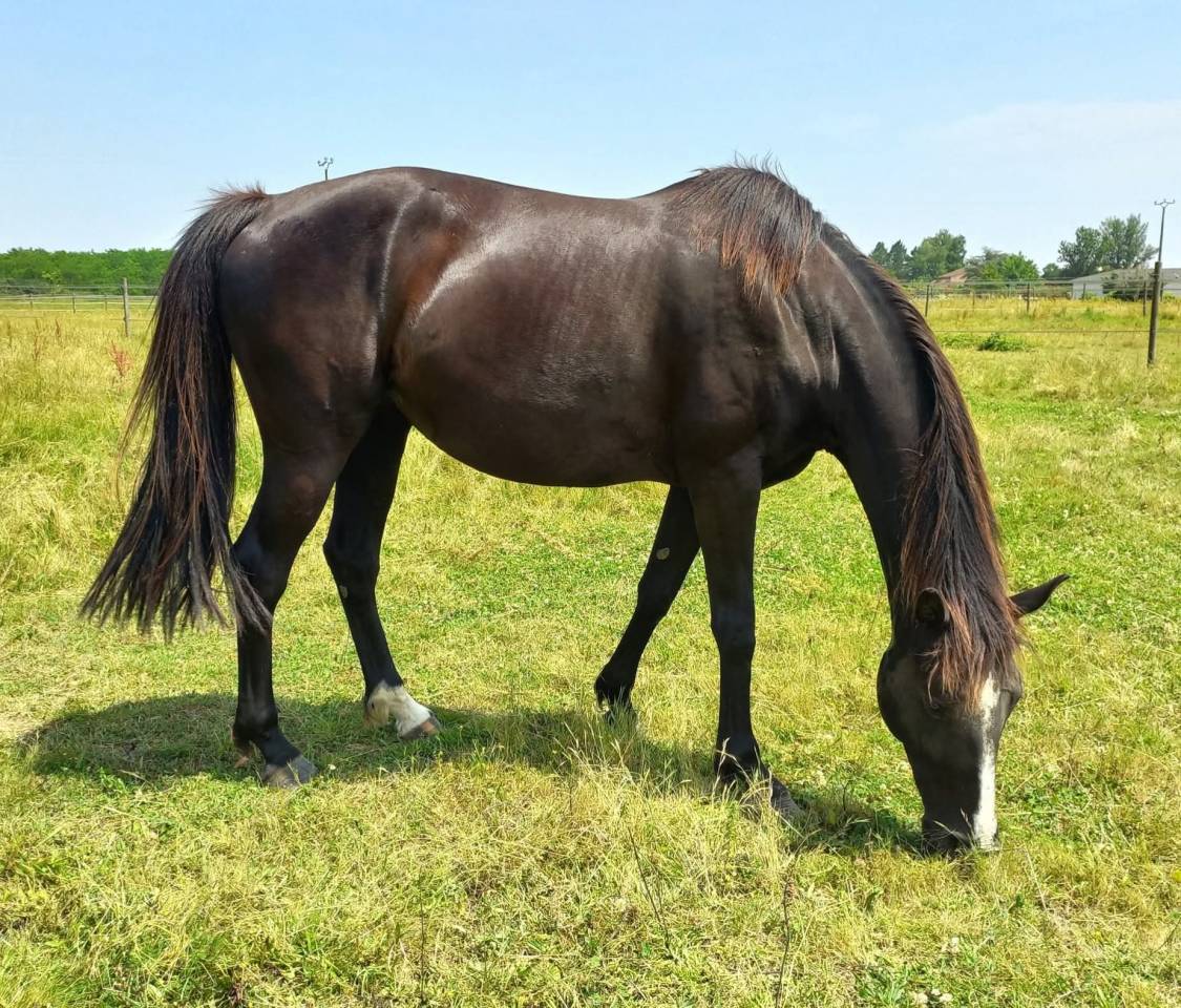 Jument 8 ans terme 04/2025