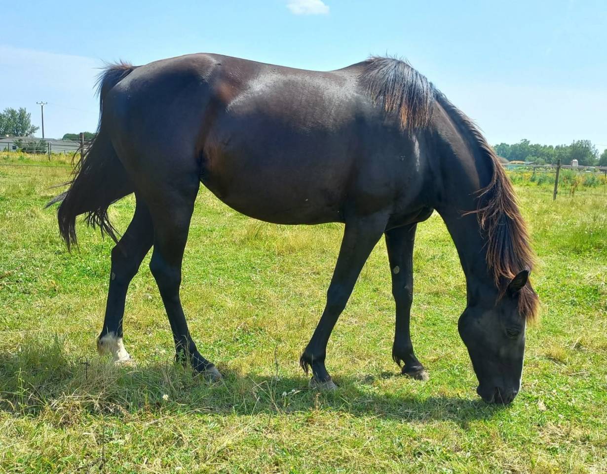 Jument 8 ans terme 04/2025