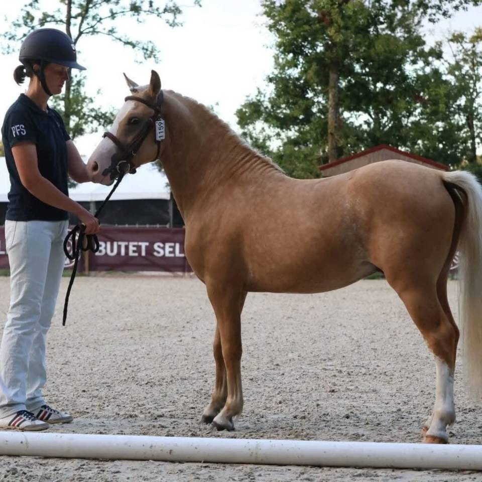 Jument 8 ans terme 04/2025