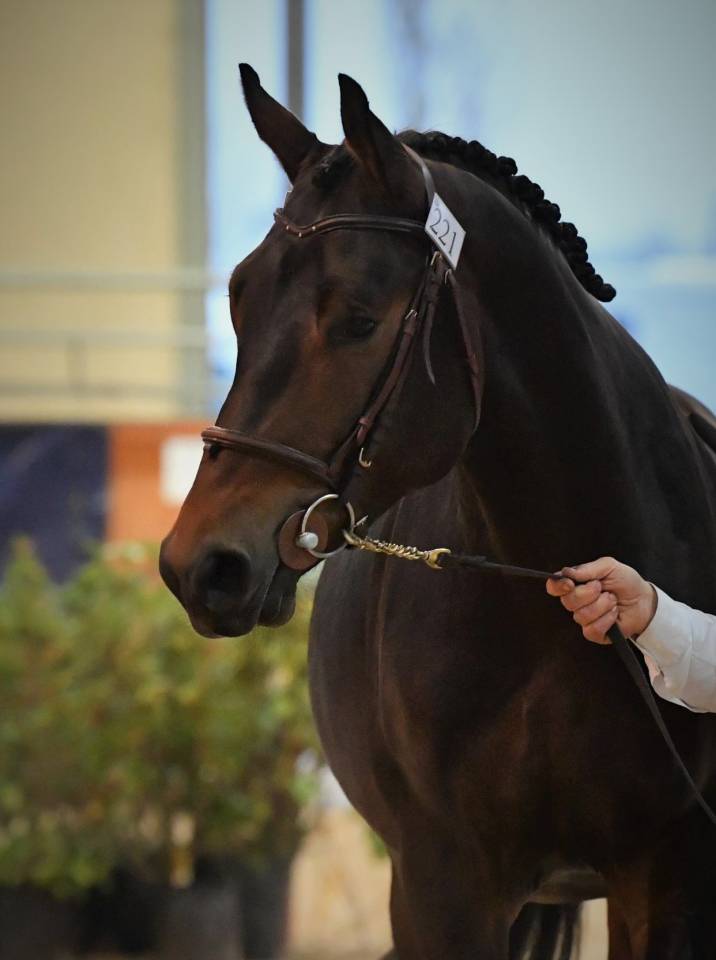 Magnifique Hongre 6 ans cherche sa moitiée pour sa vie 