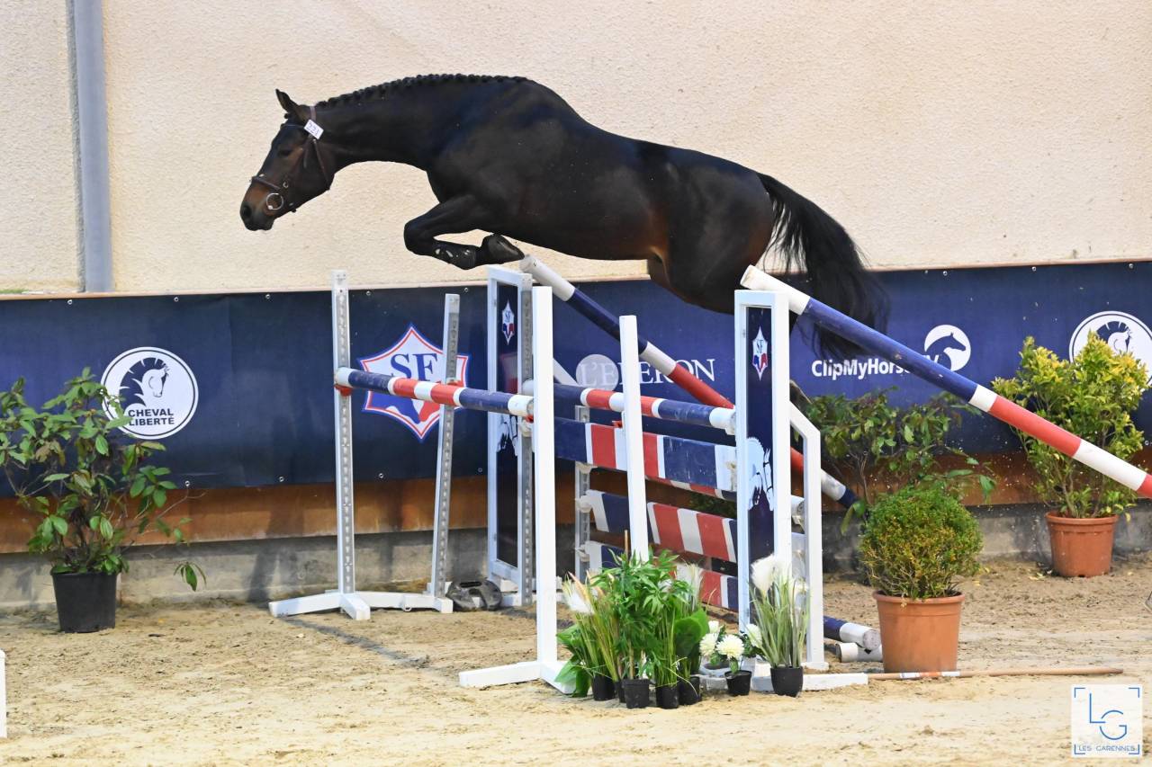 Magnifique Hongre 6 ans cherche sa moitiée pour sa vie 