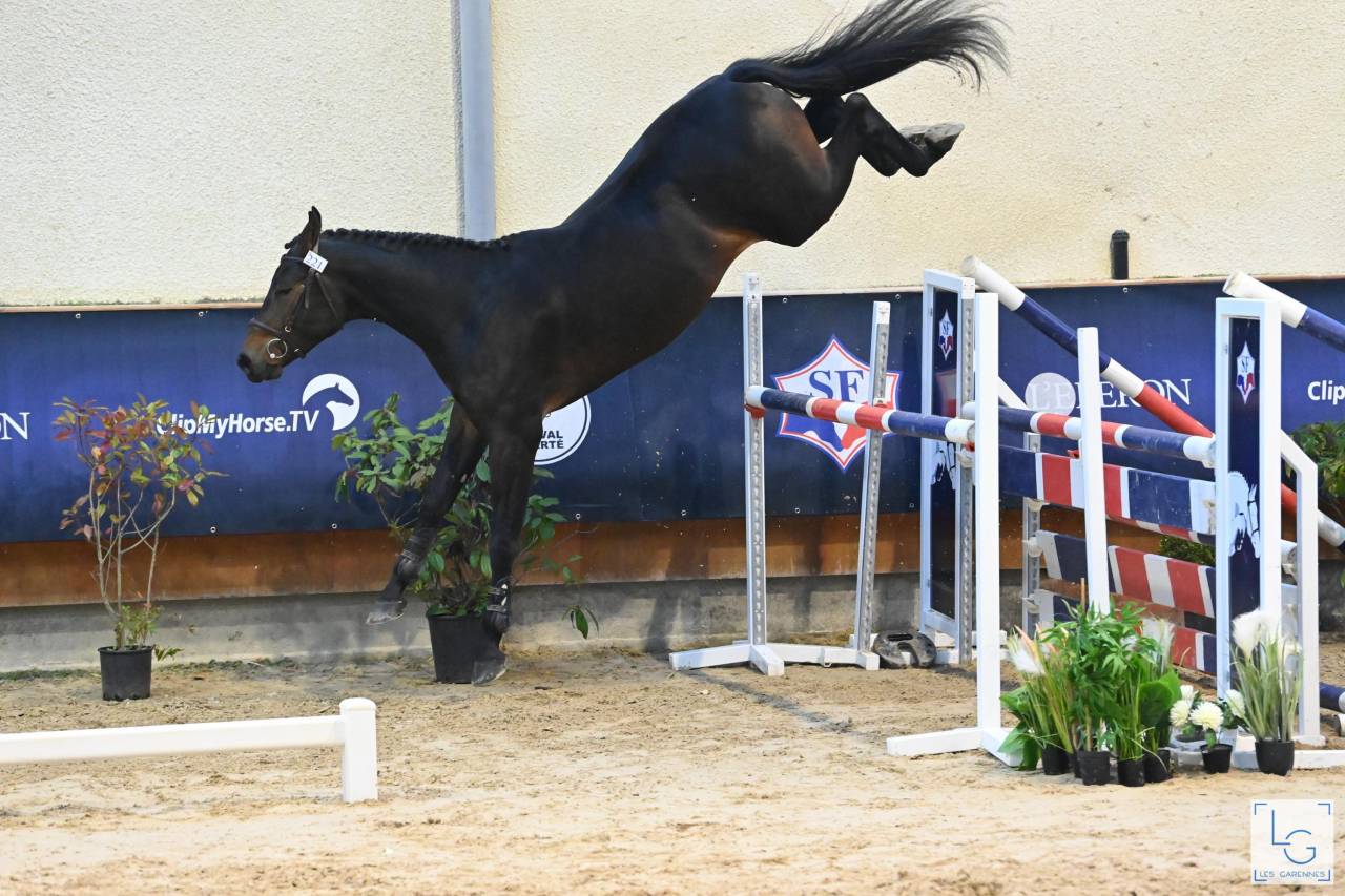 Magnifique Hongre 6 ans cherche sa moitiée pour sa vie 