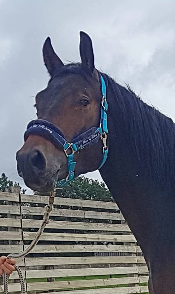 Magnifique Hongre 6 ans cherche sa moitiée pour sa vie 