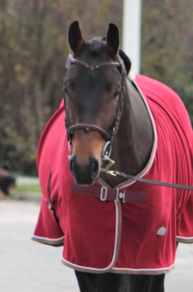 Magnifique Hongre 6 ans cherche sa moitiée pour sa vie 