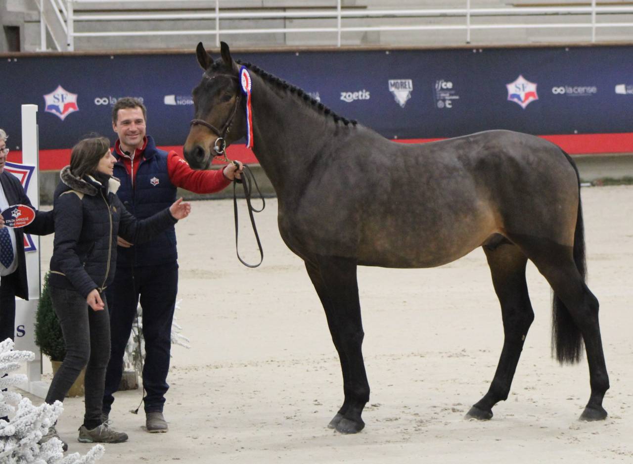 Magnifique Hongre 6 ans cherche sa moitiée pour sa vie 