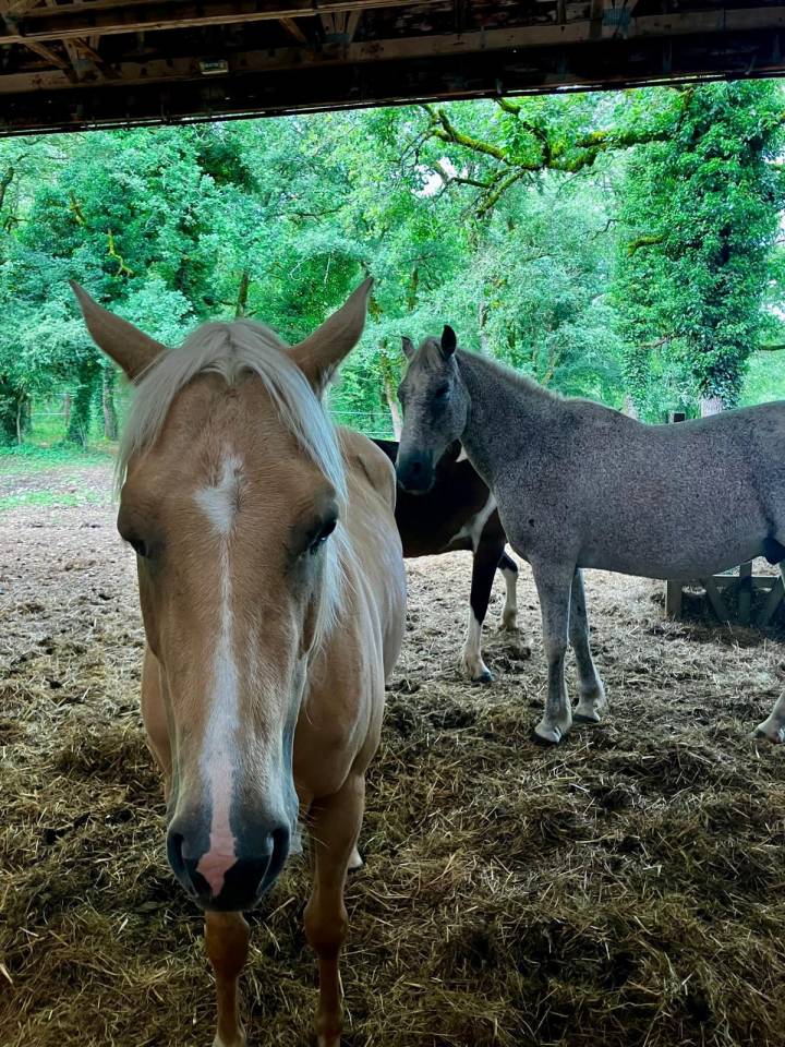 Jument Quaterhorse palomino