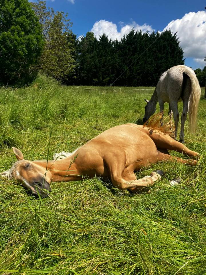 Jument Quaterhorse palomino