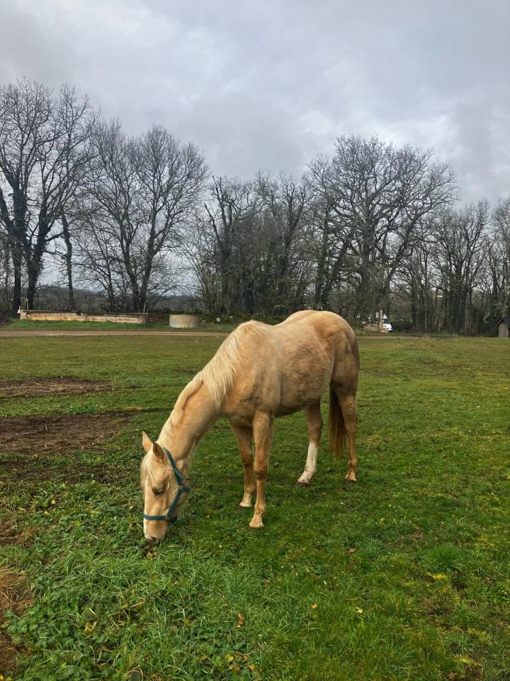 Jument Quaterhorse palomino