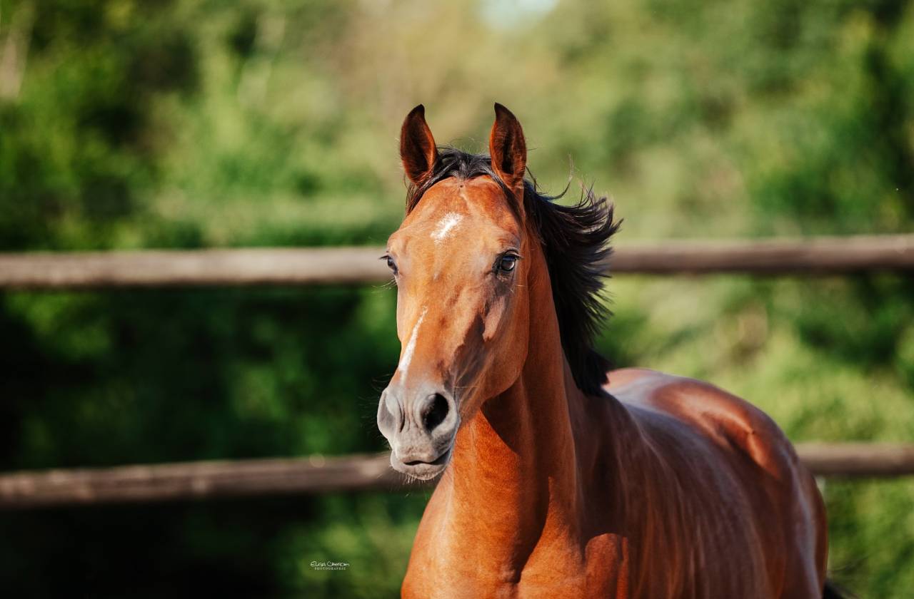 Cheval entier SF 2 ans