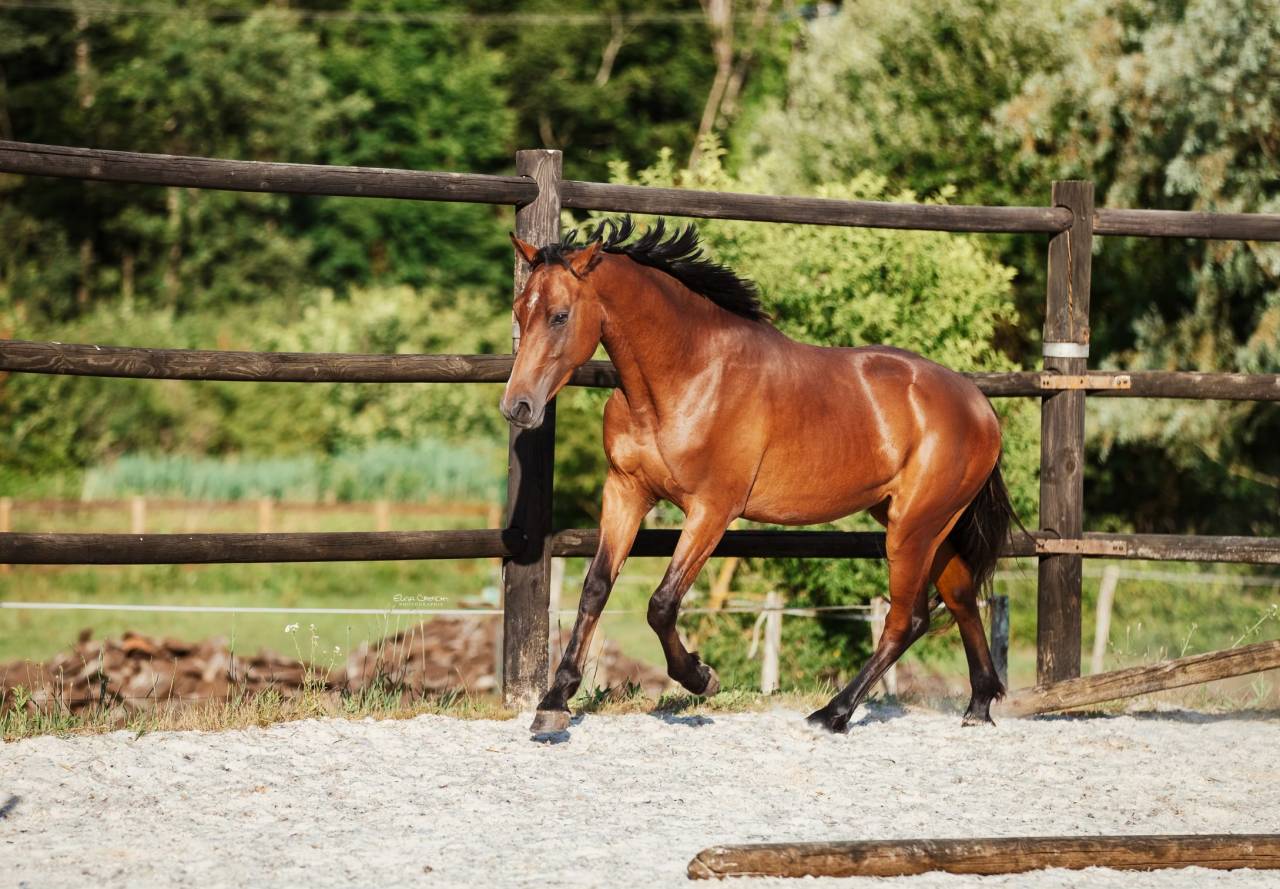 Cheval entier SF 2 ans