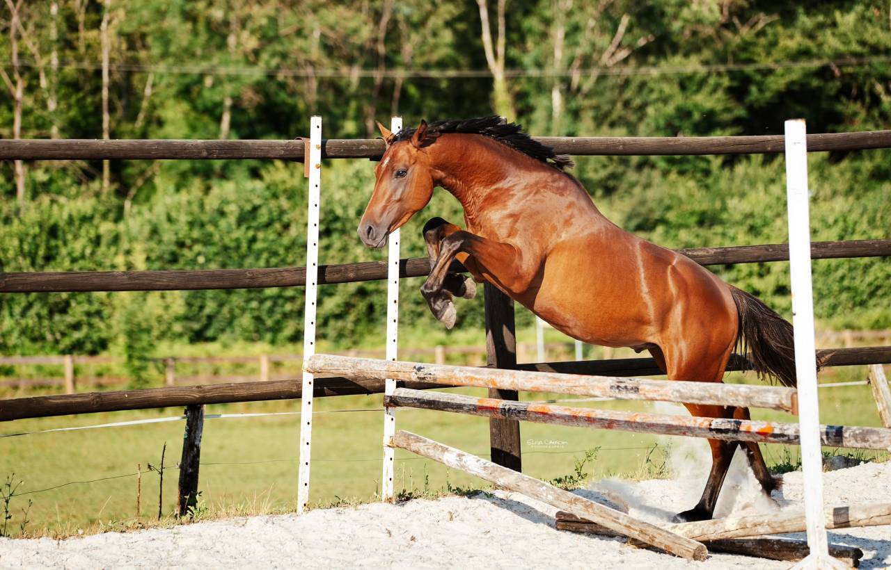 Cheval entier SF 2 ans