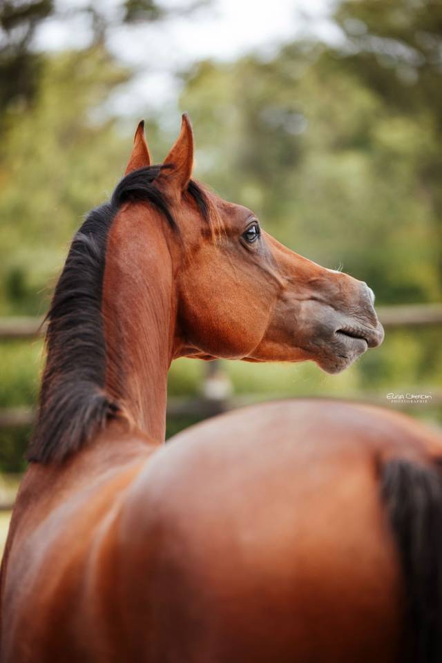 Cheval entier SF 2 ans